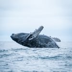 Nuquí_MG_Cordillera_45